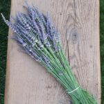 bunch of lavender