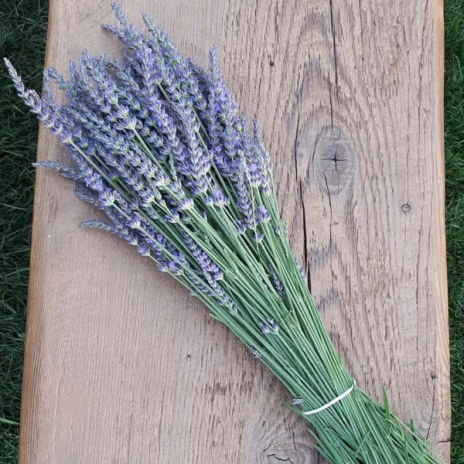 Bunch of lavender