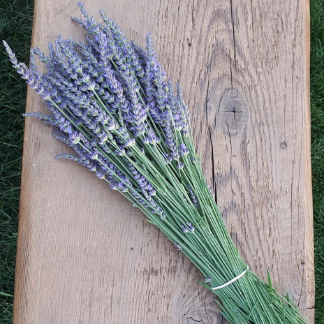 bunch of lavender
